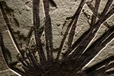 Impressive Fossil Palm and Fish Mural - Ready To Hang #382737-3